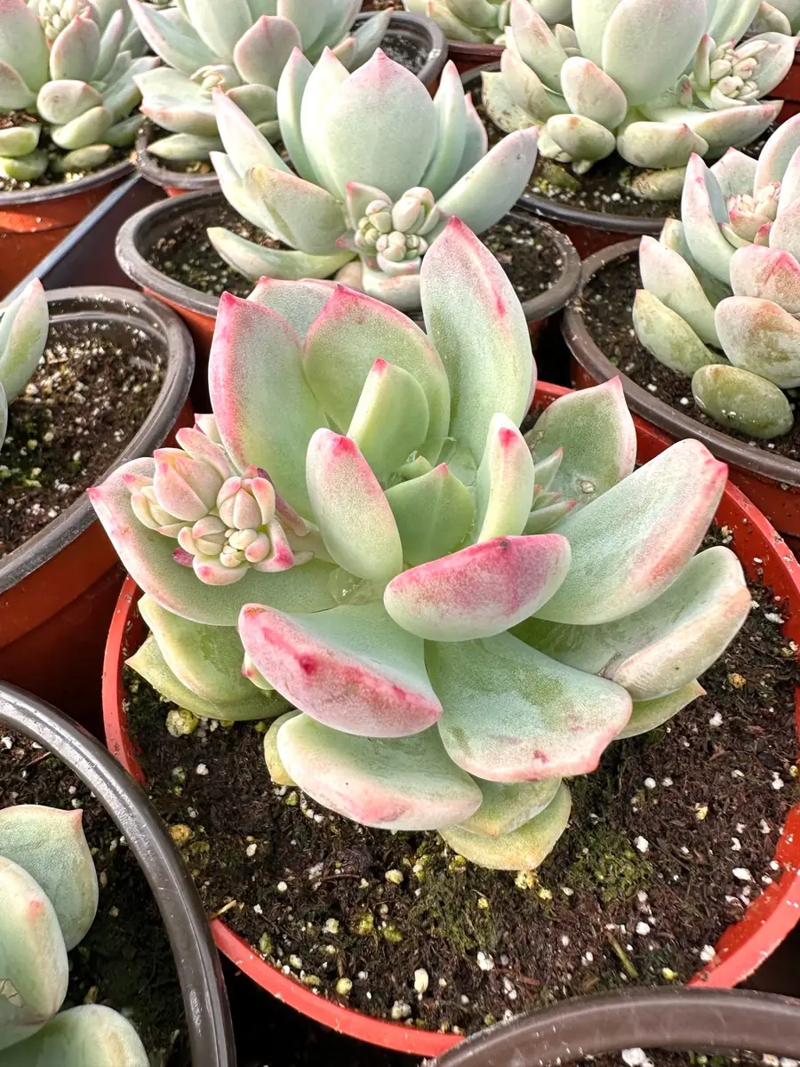 Pachyveria Draco Pink Succulent Live Plant 4'' Pot Indoor/Outdoor - Image 1