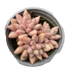 Pachyveria Red Angel's Finger Succulent Plant – Live Succulent – Easy Care - Image 1