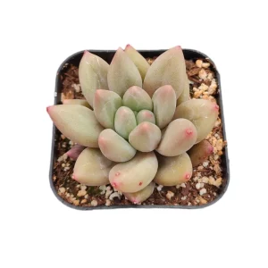 Pachyveria Red Angel's Finger Succulent Plant – Live Succulent – Easy Care - Image 3