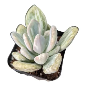 Pachyveria Variegata Live Succulent Plant - Easy Care Indoor/Outdoor - Image 3