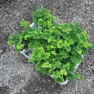 Pacific Maidenhair Fern Live Plant – Adiantum monocolor – 2in or 4in Pot – Indoor Foliage - Image 2