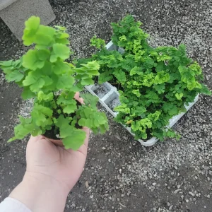 Pacific Maidenhair Fern Live Plant – Adiantum monocolor – 2in or 4in Pot – Indoor Foliage - Image 1