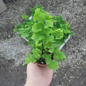 Pacific Maidenhair Fern Live Plant – Adiantum monocolor – 2in or 4in Pot – Indoor Foliage - Image 5