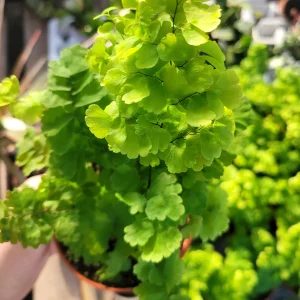Pacific Maidenhair Fern Live Plant – Adiantum monocolor – 2in or 4in Pot – Indoor Foliage - Image 6