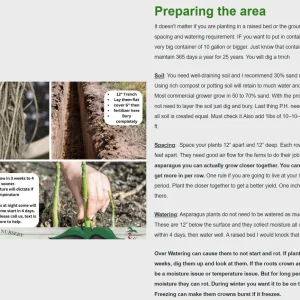 Pacific Purple Asparagus Crowns - 10 Organically Grown 2 Year Bare Root Plants - Image 5