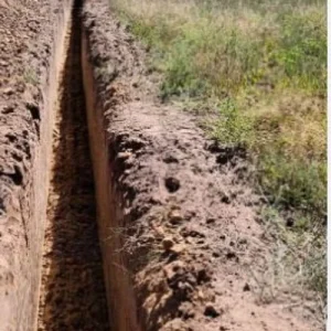 Pacific Purple Asparagus Crowns – 2-Year Bare Root Plant – Organically Grown - Image 7