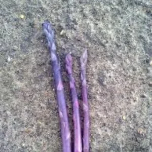 Pacific Purple Asparagus Crowns - 5 Bare Root Plants - 2 Year Old - Zone 3-10 - Image 1