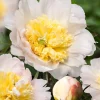 Paeonia lactiflora Honey Gold Peony Bareroot – Fragrant Mid-Season Flowers - Image 1