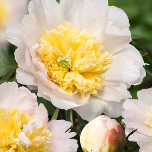 Paeonia lactiflora Honey Gold Peony Bareroot – Fragrant Mid-Season Flowers - Image 1