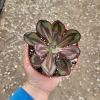 Painted Echeveria Nodulosa Live Plant - 4in Pot Succulent - Indoor/Outdoor - Image 1