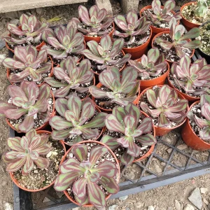 Painted Echeveria Nodulosa Live Plant - 4in Pot Succulent - Indoor/Outdoor - Image 2
