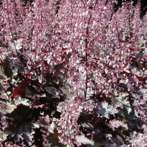 Palace Purple Coral Bells Heuchera Live Plant – 4+ Inches – Perennial Outdoor - Image 1