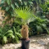 Palm Tree Live Plant – Tropical Outdoor Palm – Fully Rooted in 3 Gallon Pot - Image 1