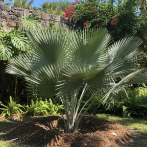 Palm Tree Live Plant – Tropical Outdoor Palm – Fully Rooted in 3 Gallon Pot - Image 11