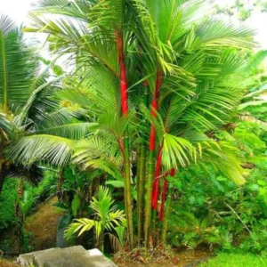 Palm Tree Live Plant – Tropical Outdoor Palm – Fully Rooted in 3 Gallon Pot - Image 2