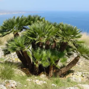 Palm Tree Live Plant – Tropical Outdoor Palm – Fully Rooted in 3 Gallon Pot - Image 3