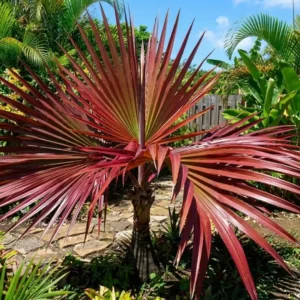 Palm Tree Live Plant – Tropical Outdoor Palm – Fully Rooted in 3 Gallon Pot - Image 4