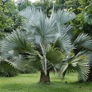 Palm Tree Live Plant – Tropical Outdoor Palm – Fully Rooted in 3 Gallon Pot - Image 5