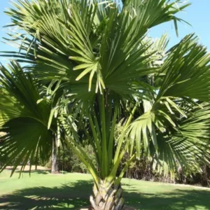 Palm Tree Live Plant – Tropical Outdoor Palm – Fully Rooted in 3 Gallon Pot - Image 6