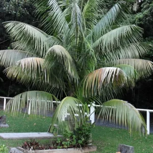 Palm Tree Live Plant – Tropical Outdoor Palm – Fully Rooted in 3 Gallon Pot - Image 7