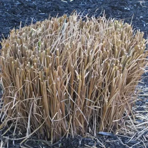Pampas Grass Live Plant Starters - Set of 3, 4-8 Inch Tall, Ornamental Green Outdoor Perennial - Image 2