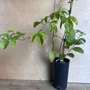 Panama Red Passion Fruit Live Plant - Half Gallon Pot - Tropical Vine - Image 3