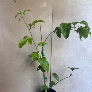 Panama Red Passion Fruit Live Plant - Half Gallon Pot - Tropical Vine - Image 5