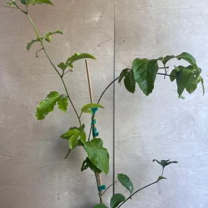 Panama Red Passion Fruit Live Plant - Half Gallon Pot - Tropical Vine - Image 6