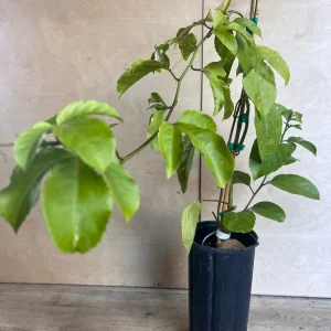 Panama Red Passion Fruit Live Plant - Half Gallon Pot - Tropical Vine - Image 7