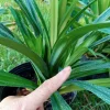 Pandan Fragrant Leaves Live Plant - Pandanus Amaryllifolius Rooted, 8-24" Tall - Image 1