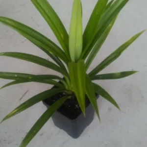 Pandan Fragrant Leaves Live Plant - Pandanus Amaryllifolius Rooted, 8-24