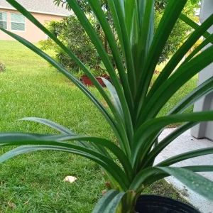 Pandan Fragrant Leaves Live Plant - Pandanus Amaryllifolius Rooted, 8-24