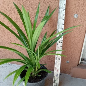 Pandan Fragrant Leaves Live Plant - Pandanus Amaryllifolius Rooted, 8-24