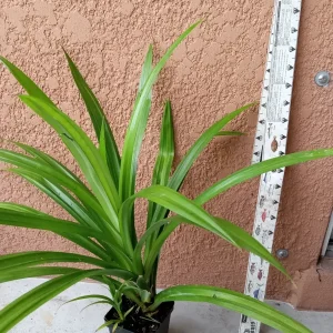 Pandan Fragrant Live Plant - Pandanus Amaryllifolius Rooted, 10-24 Inches - Image 7