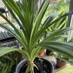 Pandan Leaves Live Plant (Lá Dứa) - Organic, 10-17 inches Tall, Potted - Image 4