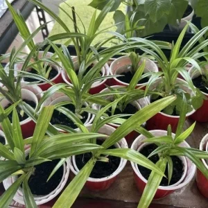 Pandan Leaves Live Plant (Lá Dứa) - Organic, 10-17 inches Tall, Potted - Image 6