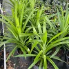 Pandan Live Plant 1-2 Feet Tall – Fragrant Tropical Herb – 1 Gallon Pot - Image 1
