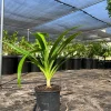Pandan Live Plant – 1ft Tall – Aromatic Culinary Herb – 6 inch Pot - Image 1