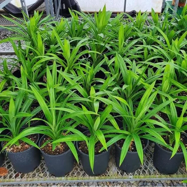 Pandan Live Plant – 5-9" Tall Fragrant Screwpine – Pandanus Amaryllifolius Culinary Herb - Image 2