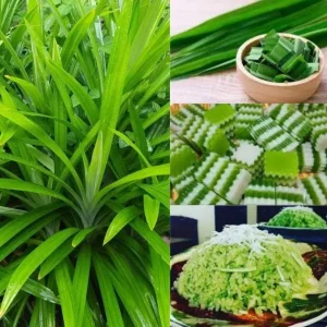 Pandan Live Plant – 5-9