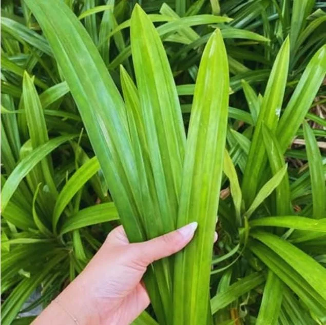 Pandan Live Plant – 5-9" Tall Fragrant Screwpine – Pandanus Amaryllifolius Culinary Herb - Image 4