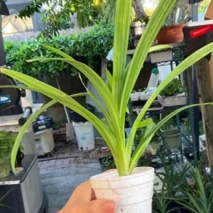 Pandan Live Plant – 5-9