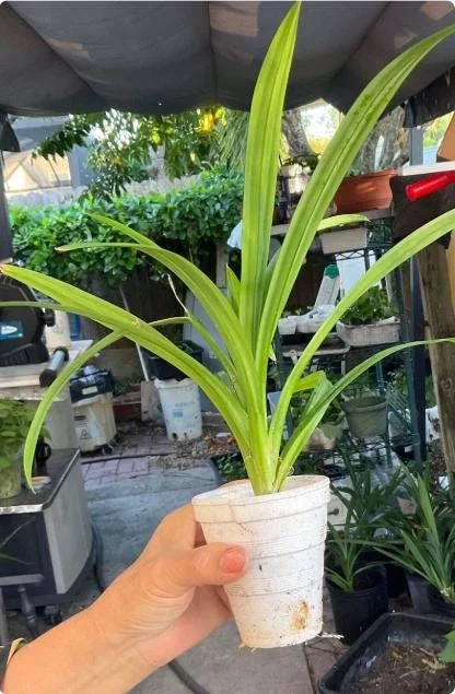 Pandan Live Plant – 5-9" Tall Fragrant Screwpine – Pandanus Amaryllifolius Culinary Herb - Image 5