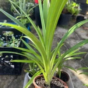 Pandan Live Plant – 5-9