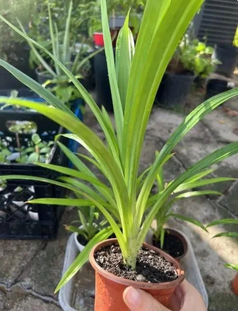 Pandan Live Plant – 5-9" Tall Fragrant Screwpine – Pandanus Amaryllifolius Culinary Herb - Image 6