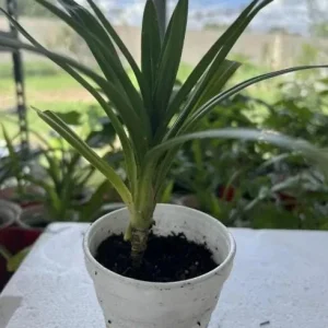 Pandan Live Plant – 5-9