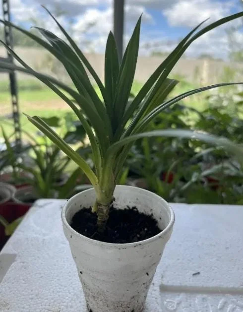 Pandan Live Plant – 5-9" Tall Fragrant Screwpine – Pandanus Amaryllifolius Culinary Herb - Image 7