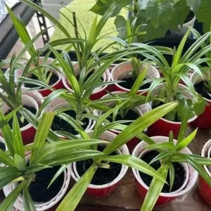 Pandan Live Plant – 5-9