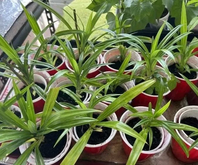 Pandan Live Plant – 5-9" Tall Fragrant Screwpine – Pandanus Amaryllifolius Culinary Herb - Image 8