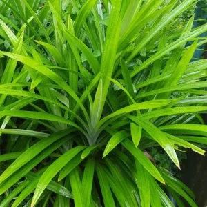 Pandan Live Plant – 5-9" Tall Fragrant Screwpine – Pandanus Amaryllifolius Culinary Herb - Image 1